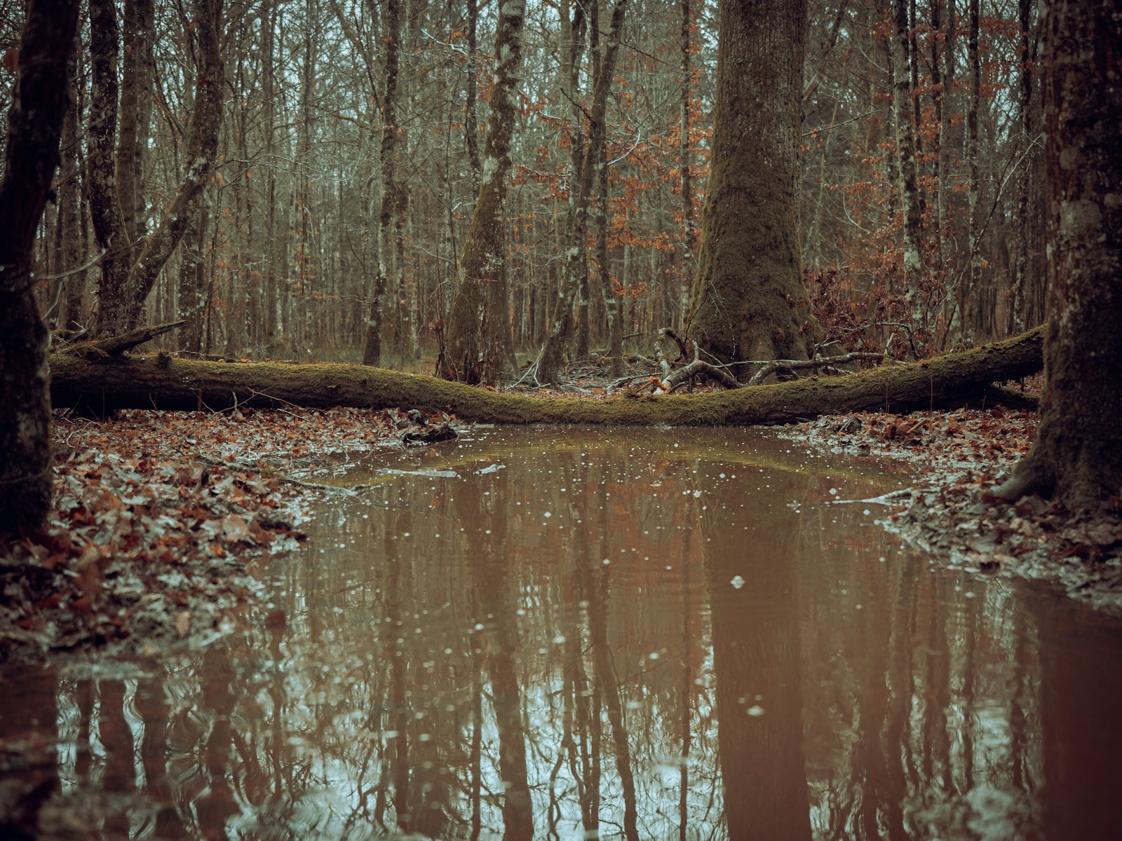 A Body Of Water Surrounded By Trees Jigsaw Puzzle Free Online Jigsaw Puzzle