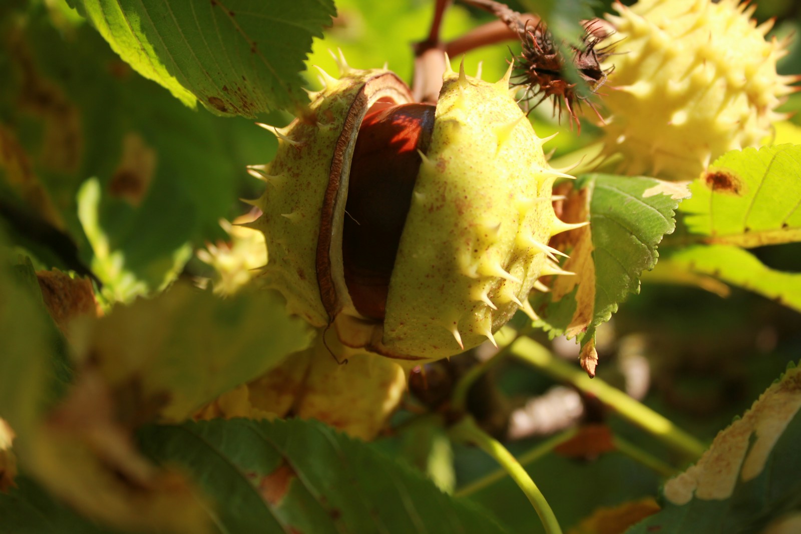 A Close Up Of A Bug Jigsaw Puzzle Free Online Jigsaw Puzzle