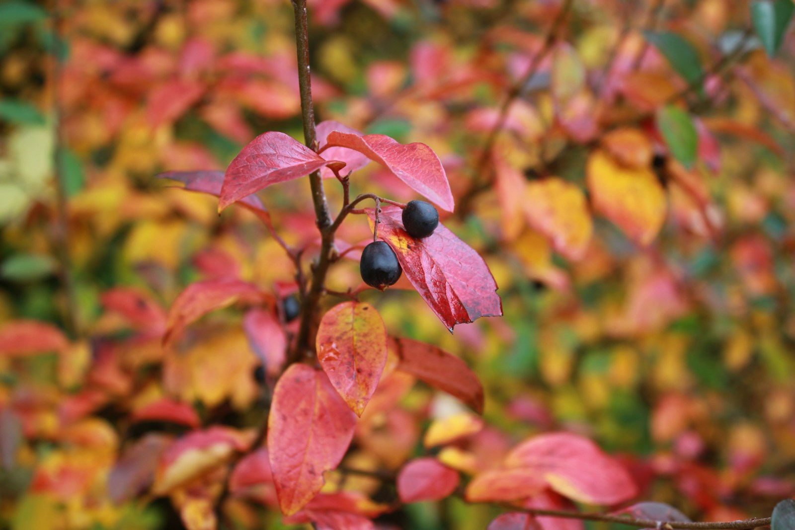 A Close Up Of A Flower Jigsaw Puzzle Free Online Jigsaw Puzzle