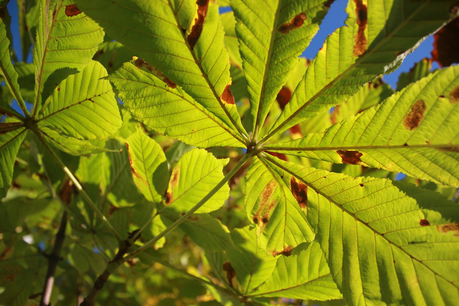 A Close Up Of A Plant Jigsaw Puzzle Free Online Jigsaw Puzzle
