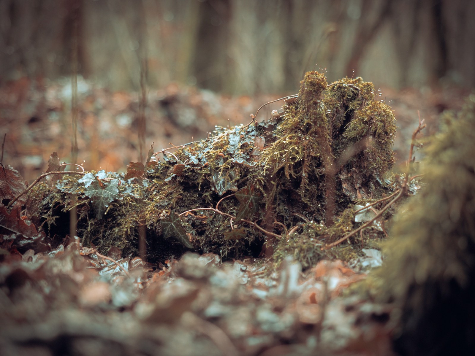 A Close Up Of A Tree Stump Jigsaw Puzzle Free Online Jigsaw Puzzle