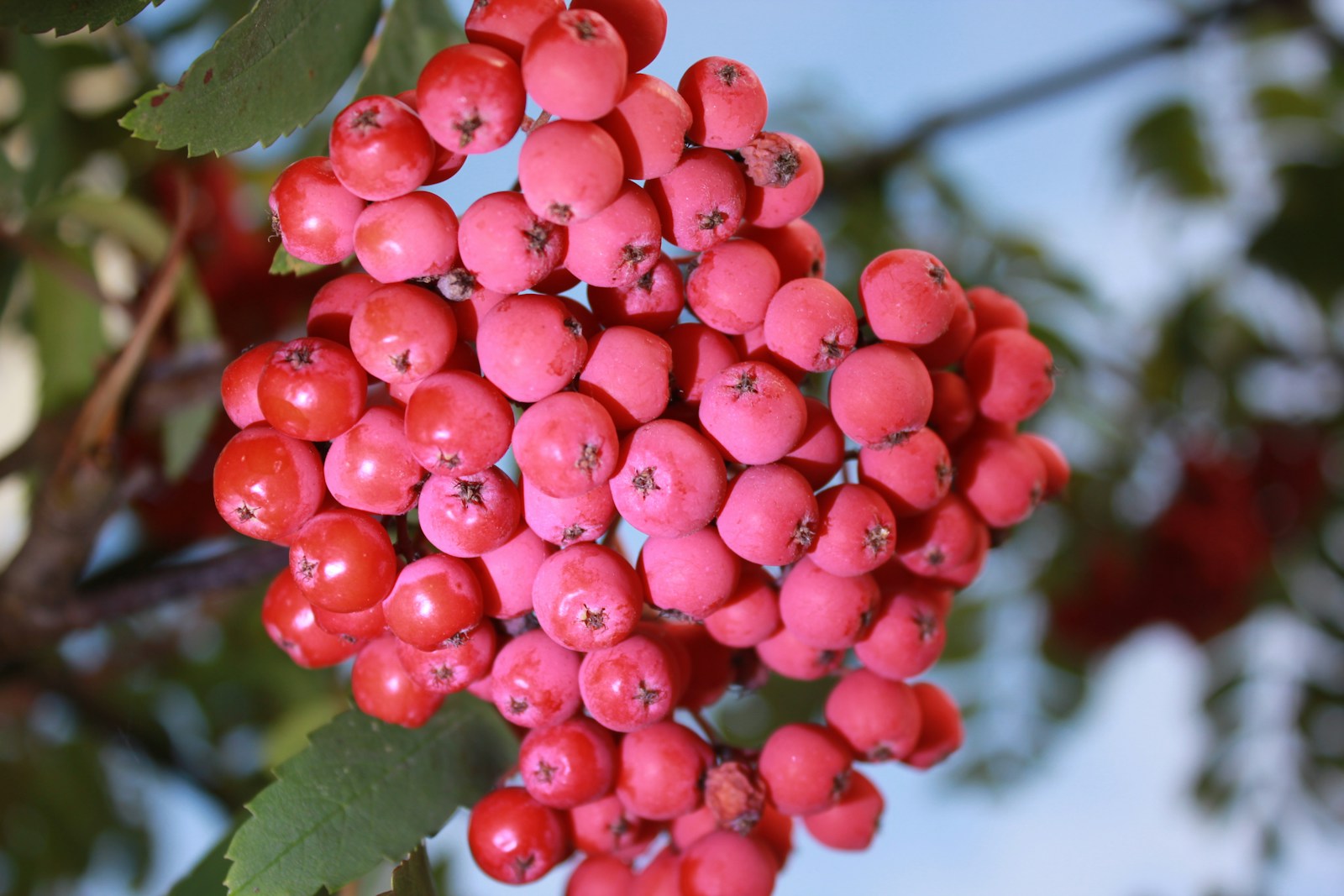A Close Up Of Some Berries Jigsaw Puzzle Free Online Jigsaw Puzzle