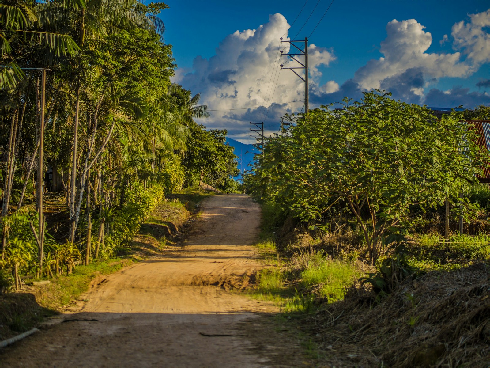A Dirt Road In The Middle Of A Forest Jigsaw Puzzle Free Online Jigsaw Puzzle