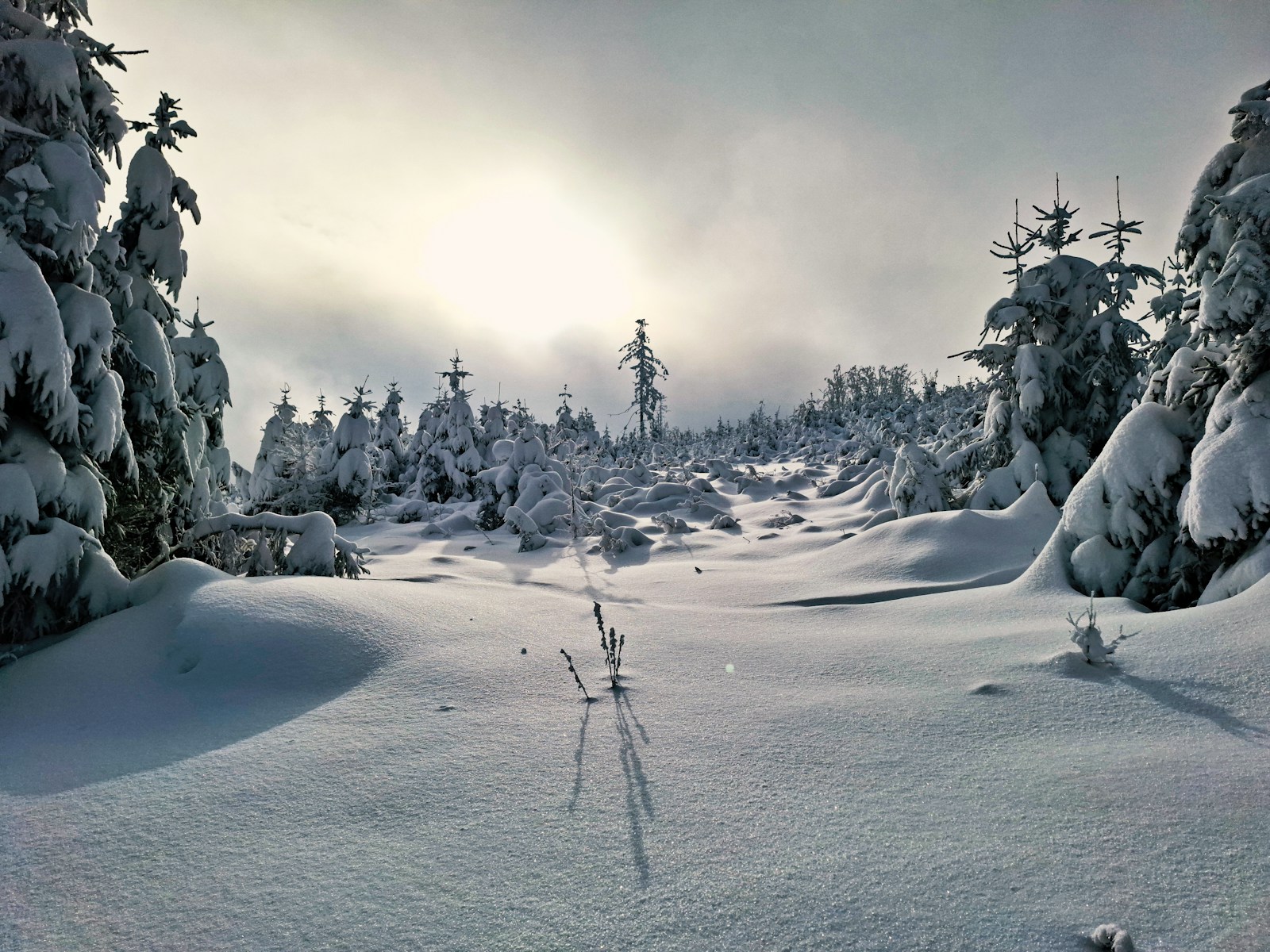 A Snow Covered Landscape With Trees And Snow Jigsaw Puzzle Free Online Jigsaw Puzzle