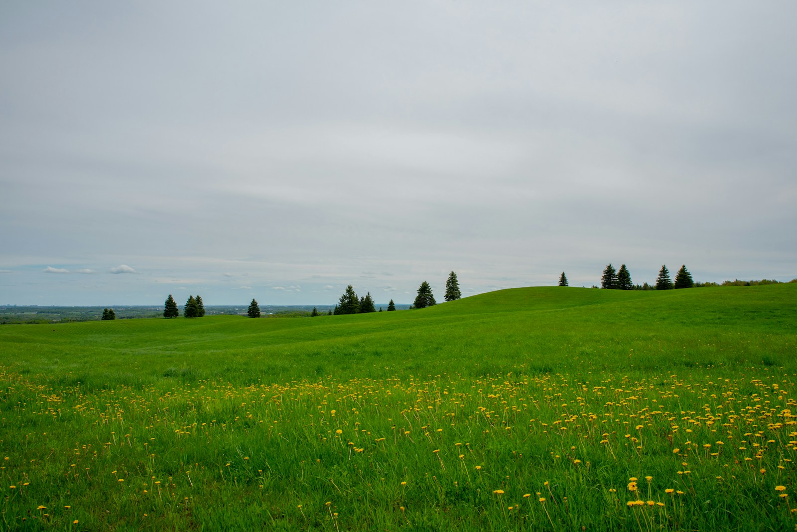 Yellow Field Flower Jigsaw Puzzle Free Online Jigsaw Puzzle