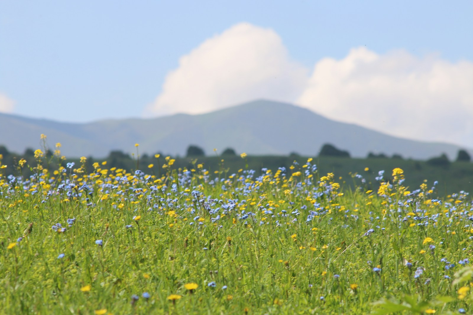 Blue Flower Field During Daytime Jigsaw Puzzle Free Online Jigsaw Puzzle