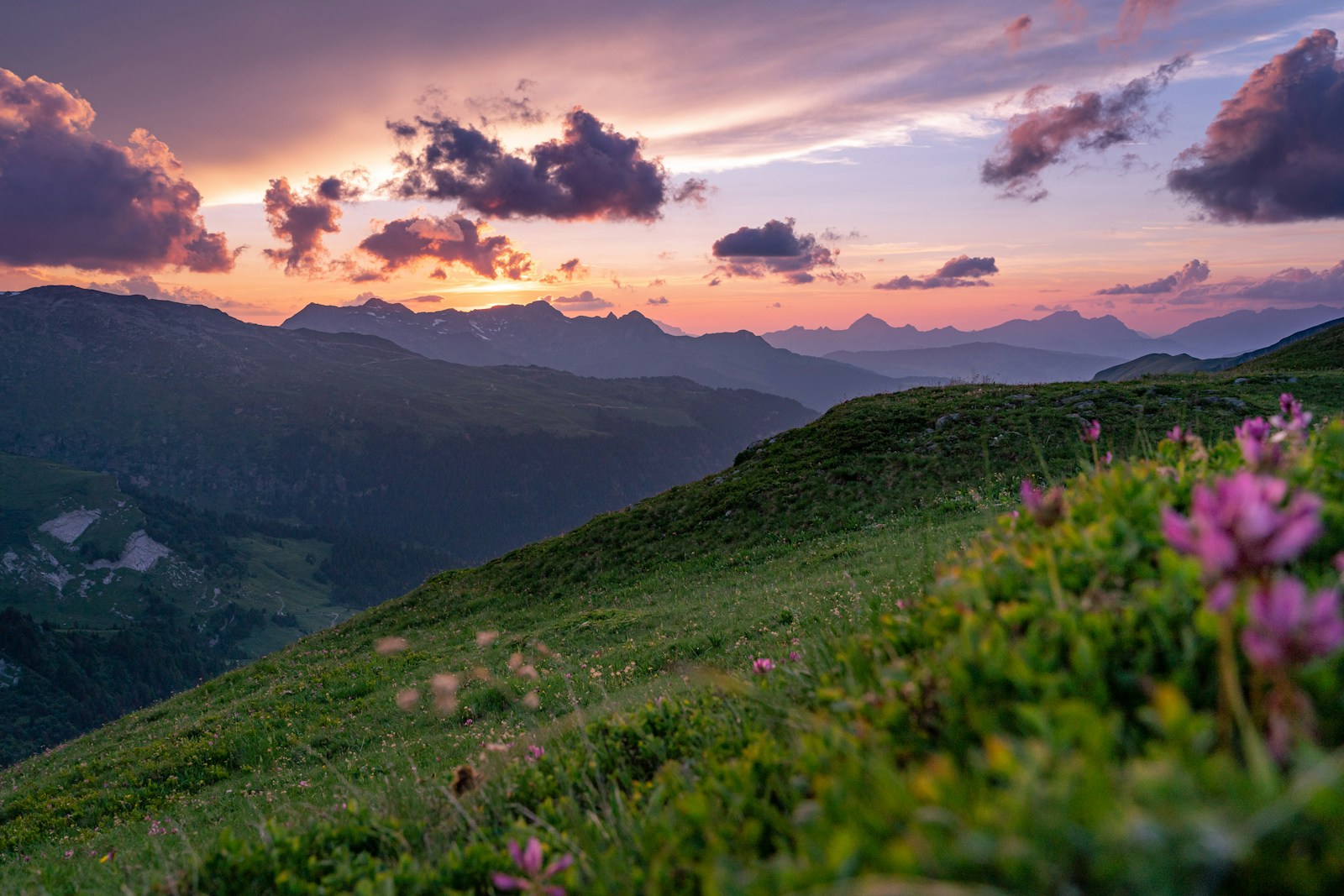 Purple Petaled Flowers Growing At The Mountain Dur Jigsaw Puzzle Free Online Jigsaw Puzzle