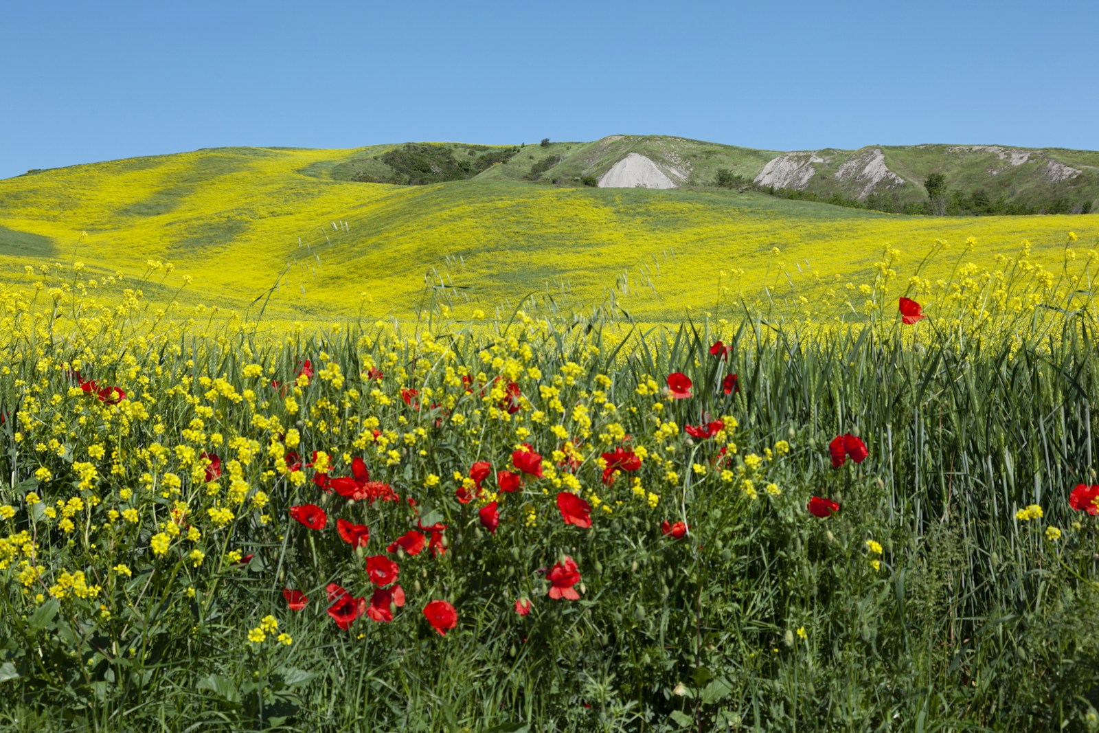 Red And Yellow Flower Field During Daytime Jigsaw Puzzle Free Online Jigsaw Puzzle