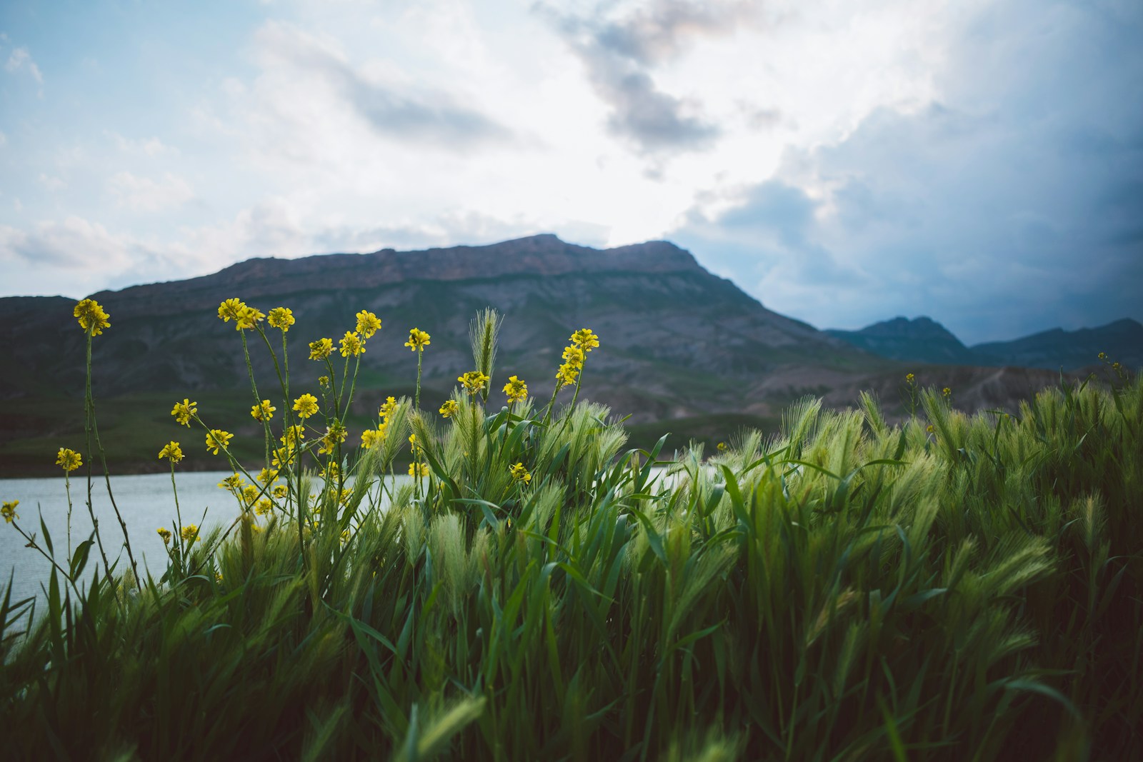 Yellow Flower Field Near Green Mountain Under Whit Jigsaw Puzzle Free Online Jigsaw Puzzle
