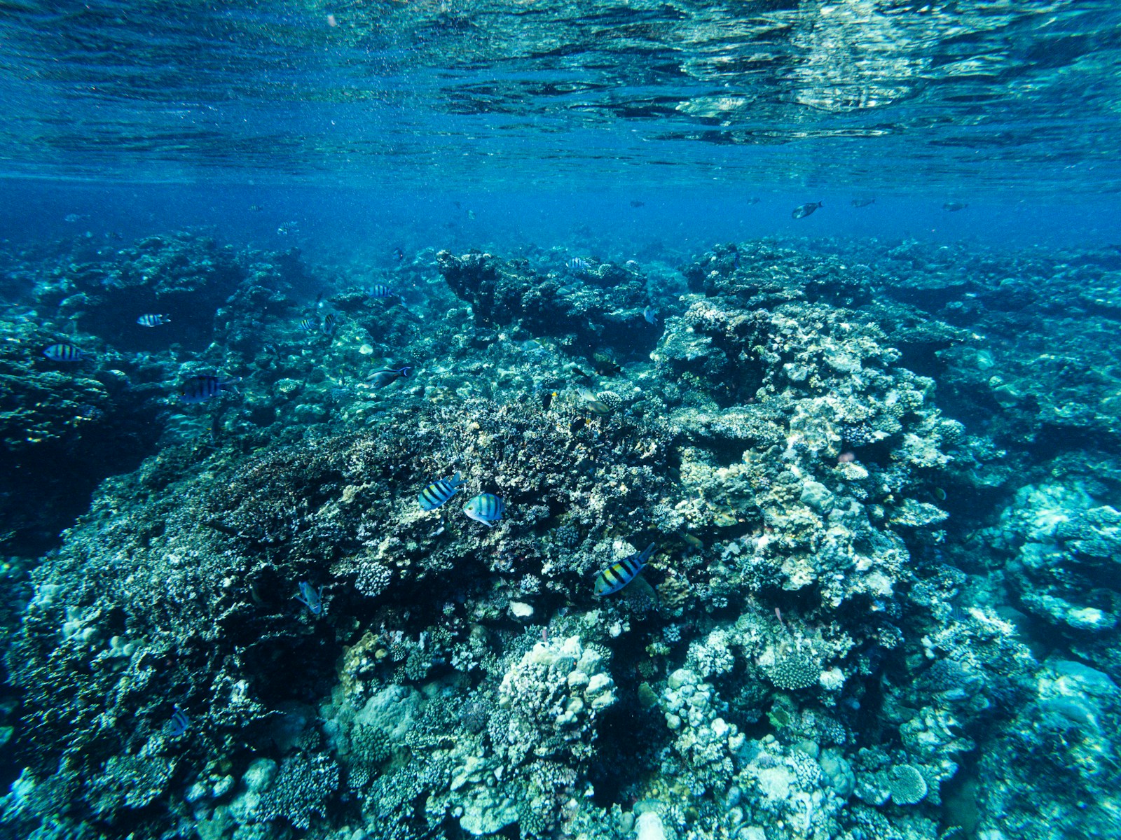 Undervattensliv & Marina djur Jigsaw Puzzle