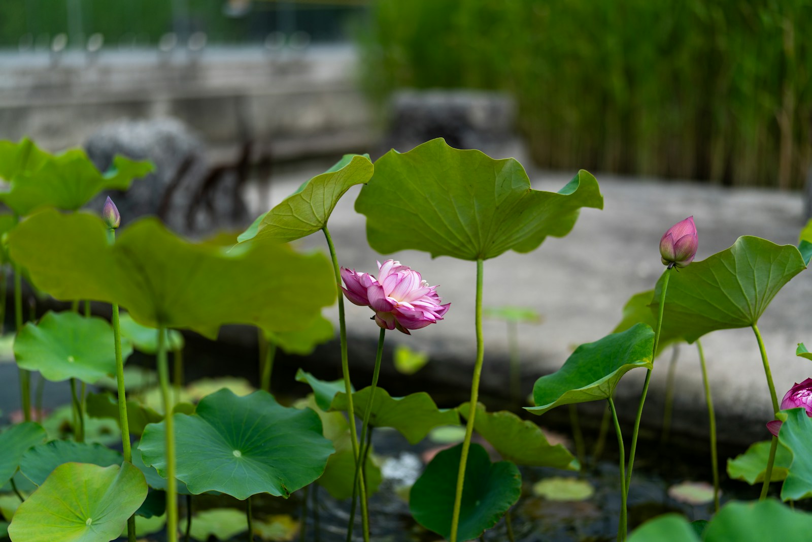 Pink Lotus Flowers And Green Leaves In A Pond Jigsaw Puzzle Free Online Jigsaw Puzzle