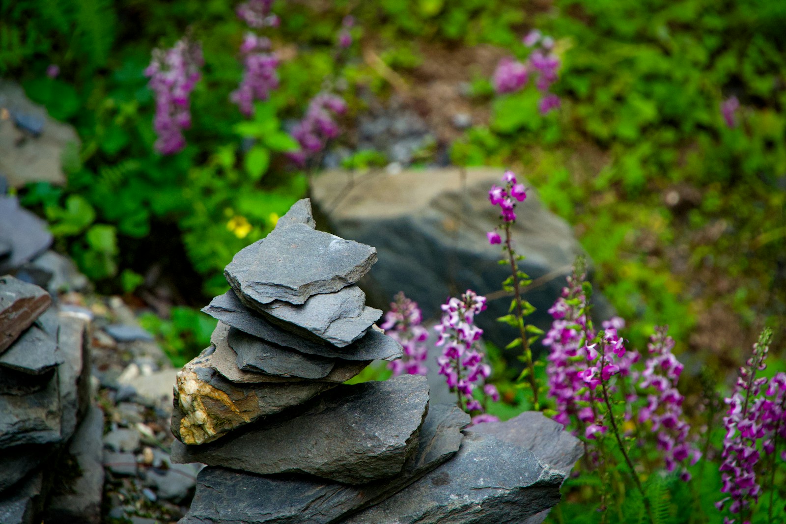 Stacked Grey Rocks Beside Vibrant Purple Flowers I Jigsaw Puzzle Free Online Jigsaw Puzzle